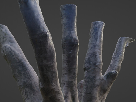 Tree 3D मॉडल