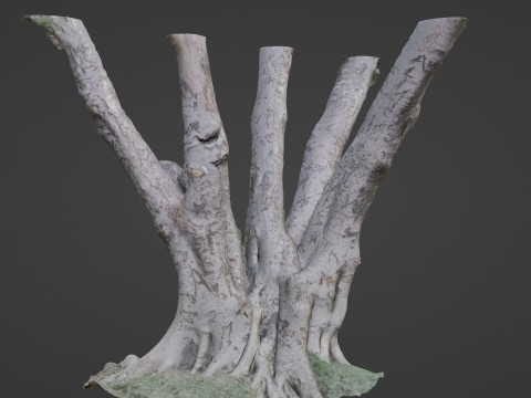 Tree 3D मॉडल