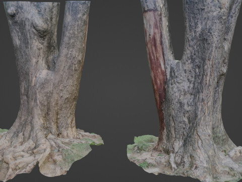 Tree Modèle 3D