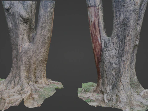 Дерево 3D Модель