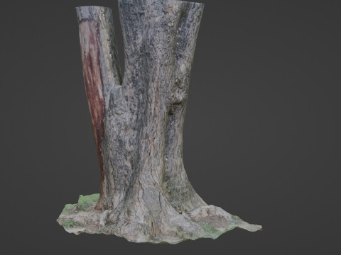 Tree Modèle 3D