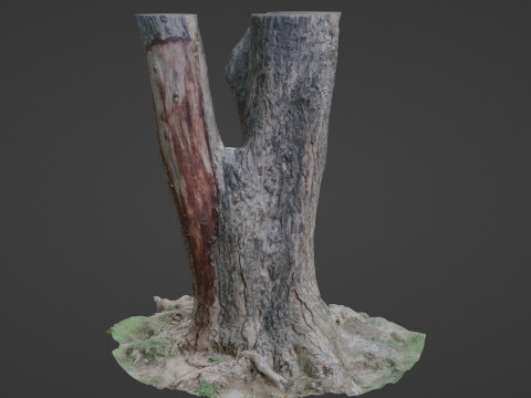 Tree Modèle 3D