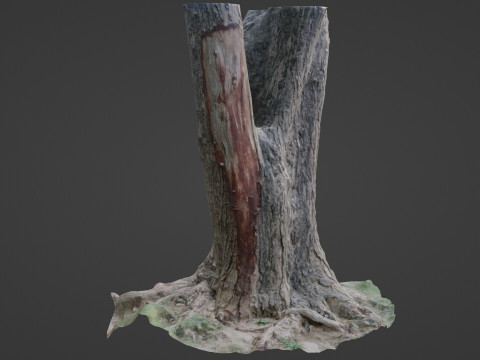 Tree Modèle 3D
