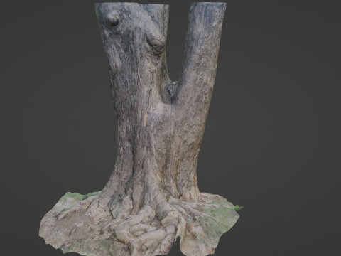Tree Modèle 3D