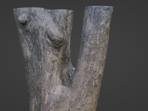 Tree Modèle 3D