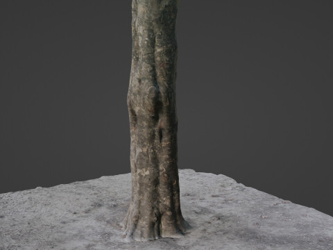 Tree 3D Модель