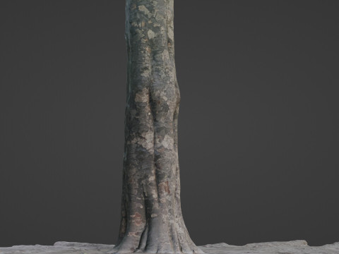 Tree 3D Модель