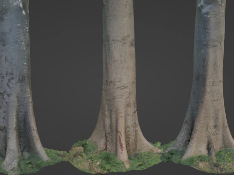 나무 키가 크다 3D 모델