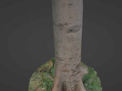 Tree Tall Modello 3D