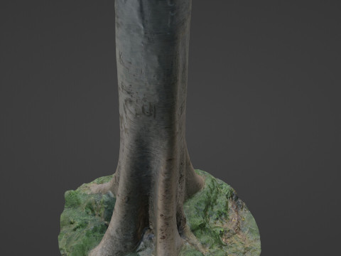 Tree Tall Modello 3D