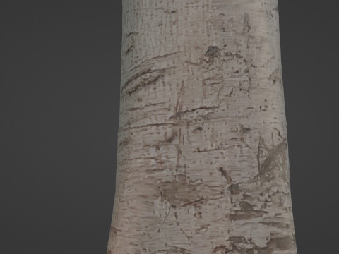 Tree Tall Modello 3D