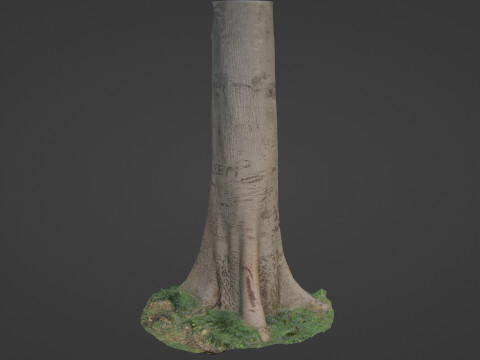 Tree Tall Modello 3D