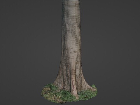 Tree Tall Modello 3D