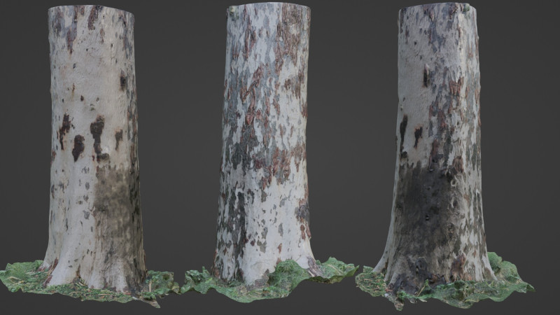 Birch Tree 3D Модель .c4d .max .obj .3ds .fbx .stl .blend