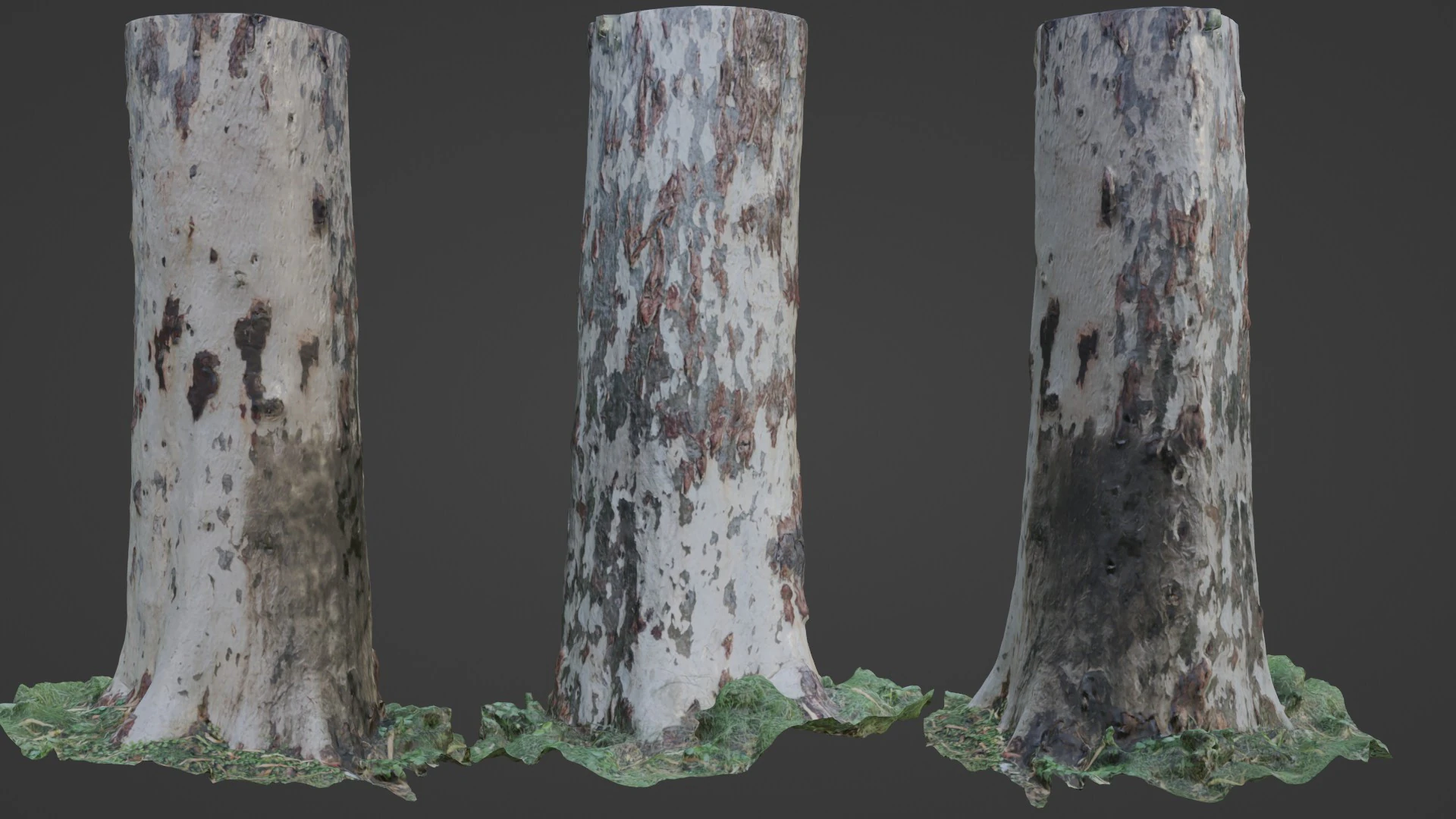 Birch Tree 3D Model .c4d .max .obj .3ds .fbx .stl .blend