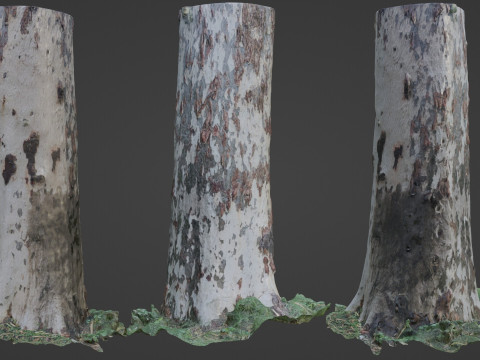 Birch Tree Modelo 3D