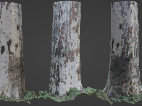 Birch Tree 3D Model