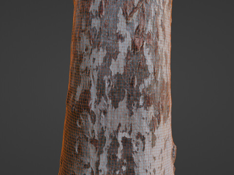 Birch Tree 3D Модель