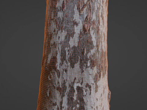 Birch Tree 3D Model