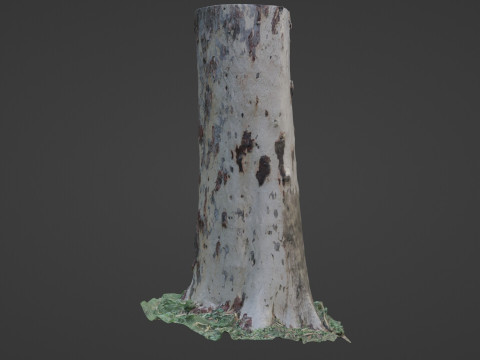 Birch Tree 3D Модель