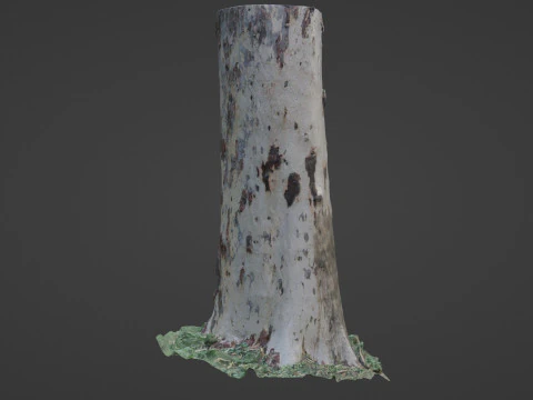 Birch Tree 3D Model