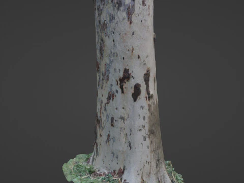 Birch Tree 3D Model