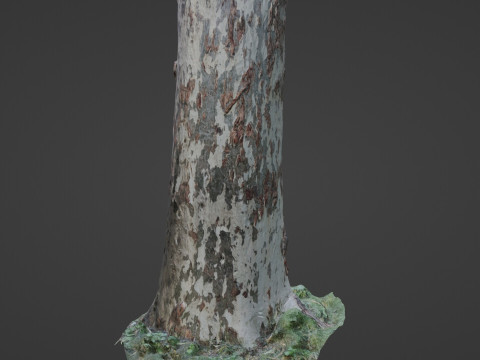 Birch Tree 3D Модель