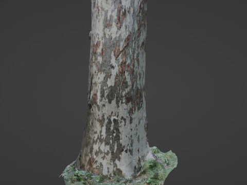 Birch Tree 3D Model
