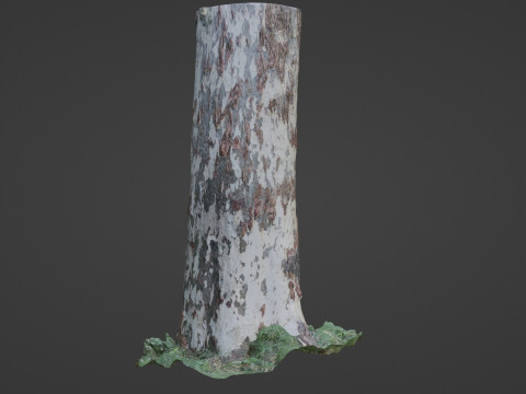 Birch Tree 3D Модель