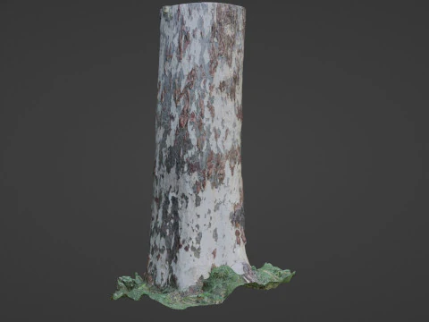 Birch Tree 3D Model