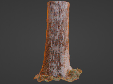 Birch Tree 3D Модель