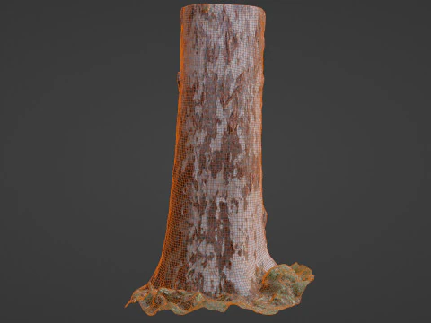 Birch Tree 3D Model