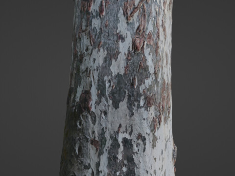 Birch Tree 3D Модель