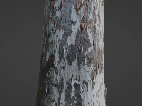 Birch Tree 3D Model