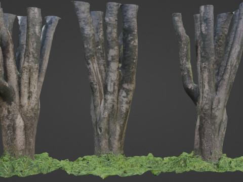 Tree Model 3D
