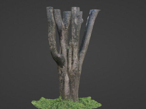 Tree 3Dモデル