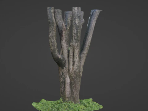 Tree 3D Model