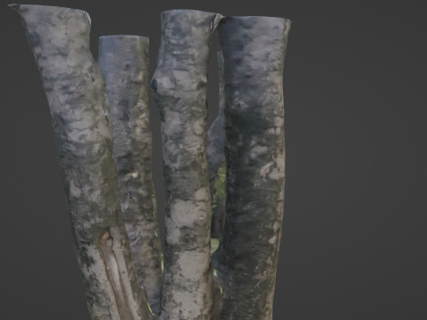 Tree 3Dモデル