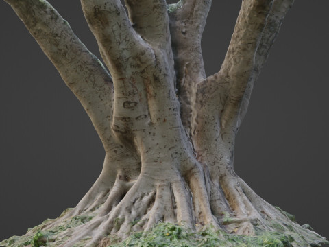 Stylized tree 3D 模型