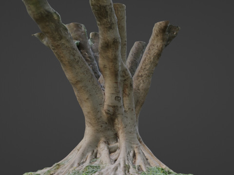 Stylized tree 3D 模型