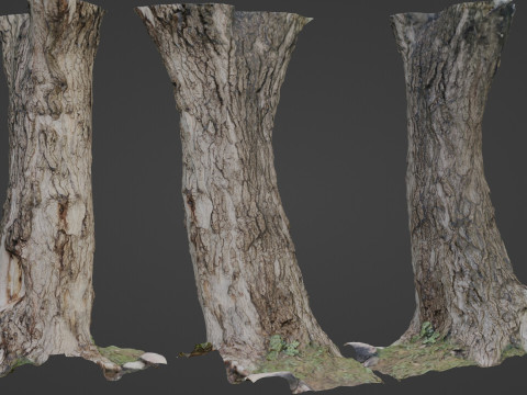 Tree 3D 모델