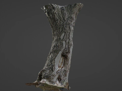 Tree 3D Model
