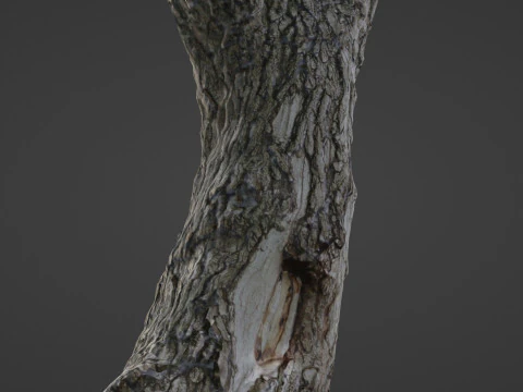 Tree 3D Model