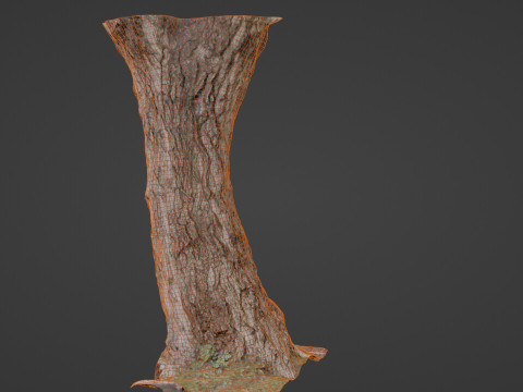 Tree 3D 모델