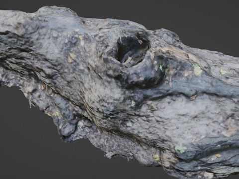 Broken Tree 3D 模型