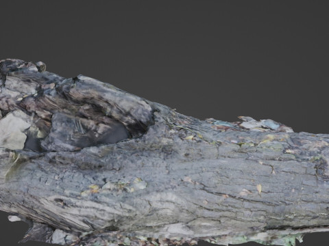 Broken Tree 3D 模型