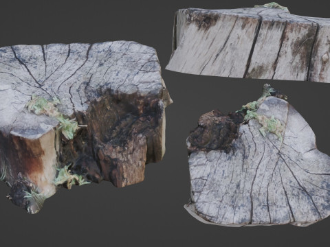 Stump Modèle 3D