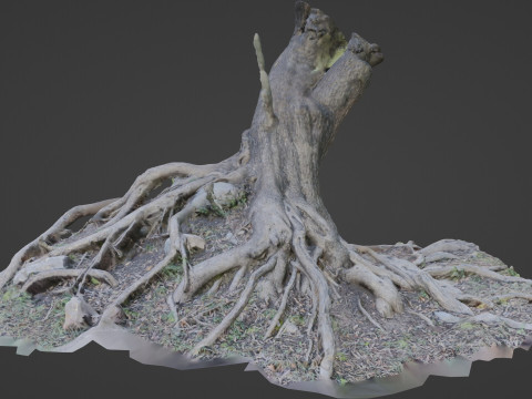 Uprooted tree 3D Model