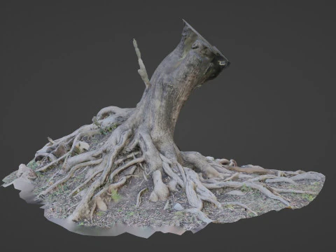 Uprooted tree 3D Model