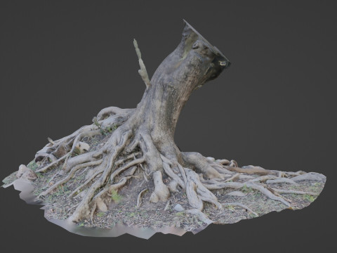 Uprooted tree 3D मॉडल